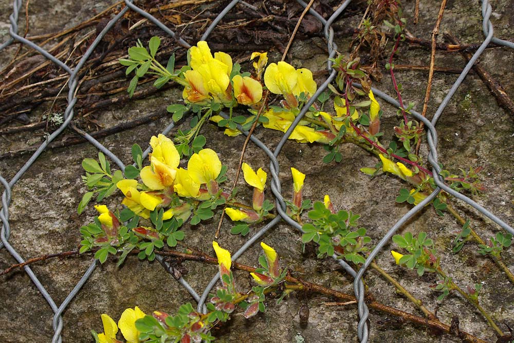 Cytisus hirsutus / Citiso peloso